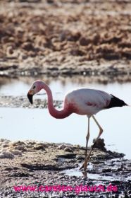 Flamingo bei der Futtersuche - Carsten Glauch - fahrradtour Südamerika - Bolivien - 22.JPG