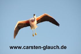 Flamingo in der Luft - Carsten Glauch - fahrradtour Südamerika - Bolivien - 20.JPG