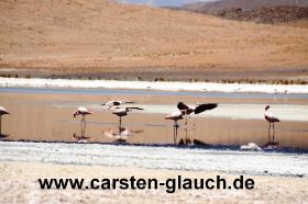 flamingos  in der lagune - Carsten Glauch - fahrradtour Südamerika - Bolivien.JPG