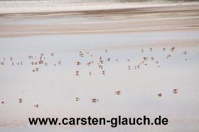 Flamingos - Carsten Glauch - fahrradtour Südamerika - Bolivien - 11.JPG