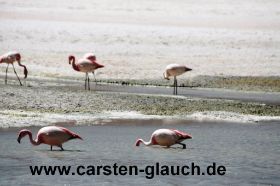 Flamingos bei der Futtersuche - Carsten Glauch - fahrradtour Südamerika - Bolivien.JPG