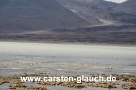 Flamingos in der laguna verde Carsten Glauch - fahrradtour Südamerika - Bolivien - 13.JPG