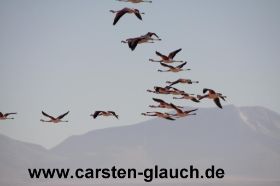 Flamingos in der Luft - Carsten Glauch - fahrradtour Südamerika - Bolivien - 21.JPG