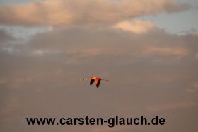Fliegender Flamingo - Carsten Glauch - fahrradtour Südamerika - Bolivien - 18.JPG