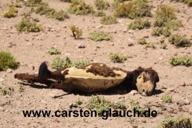 toter Esel - Carsten Glauch - fahrradtour Südamerika - Bolivien - 8.JPG